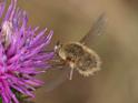Bombylius minor (Heath Bee-fly).jpg